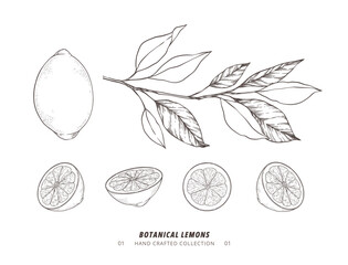 Hand drawn vector illustration - Botanical branch with lemons. Slices of lemon. Branch with citrus fruits. Perfect for menu, package, cards, invitations, prints - 531409851