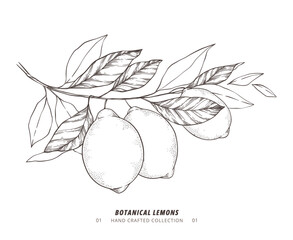 Hand drawn vector illustration - Botanical branch with lemons. Branch with citrus fruits. Perfect for menu, package, cards, invitations, prints