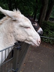 donkey in the farm