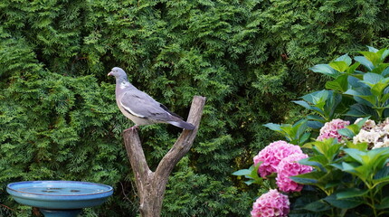wood pigeon in the garden,ringeltaube im garten