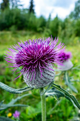 The beautiful milk thistle flower is a very important medicinal plant