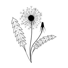 Abstract Hand Drawn Dandelion Flower Plant Botanic Floral Nature Bloom Doodle Concept Vector Design Outline Style On White Background Isolated