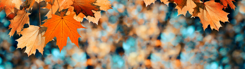Fototapeta Autumn color leaves on the branches. Fall banner obraz