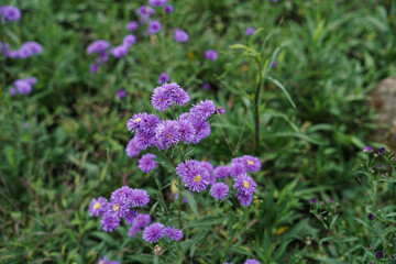 close-up of purple flowers in the home garden
