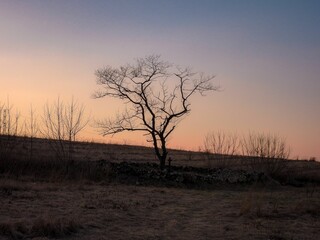 Abandoned epidemic cemetery with tree silhouettes at sunset in Poland.