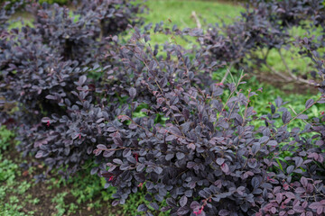 abstract dark purple flowers growing on the vines garden
