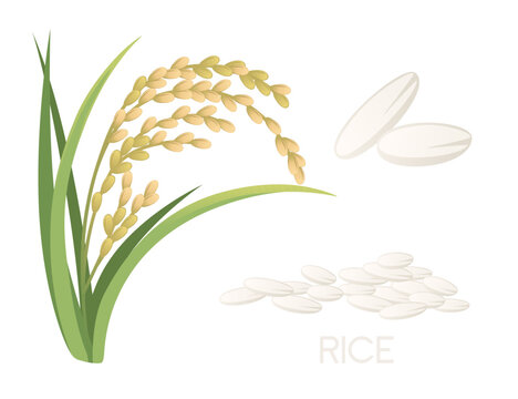 Asian agriculture rice plant with ears white grain vector illustration isolated on white background