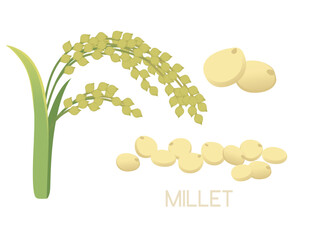Millet agriculture plant with ears grain vector illustration isolated on white background
