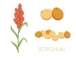 Sorghum agriculture plant with seeds grain vector illustration isolated on white background