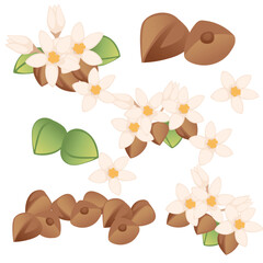 Seamless pattern Buckwheat agriculture plant with blossom flowers and green stem cereal crop vector illustration on white background