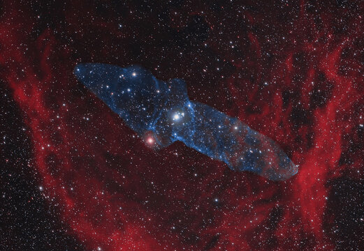 The Squid nebula (OU4) contained within the Flying bat nebula (Sh2-129)