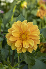 A large double dahlia flower with amber-yellow petals and a yellow center. The green foliage of a summer sunny garden in the background.