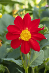 A red single flower with a yellow center of a compact dahlia of the Mignon variety among green foliage in a sunny summer garden.