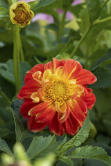 A red-yellow single flower of a double dahlia with a yellow center and curly petals among green foliage on a high stem in a summer sunny garden.