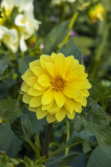 The yellow head of a terry dahlia on a strong, sturdy stem in a sunny summer garden.