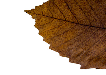 Dry leaf texture or leaf background. Nature of dry leaves. Tree leaves nature background.