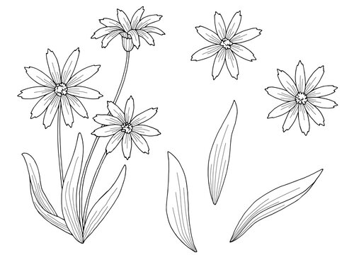 Arnica flower plant graphic black white isolated sketch illustration vector 