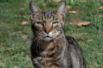 Portrait of cute beautiful cat as domestic animal