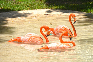 
Pink flamingos resting in the sun