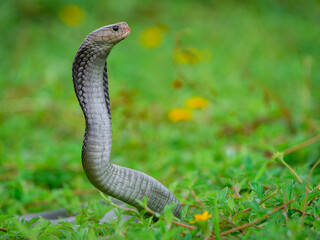 Fototapeta premium Black Grey javan spitting cobra Naja sputatrix preparing to attack 