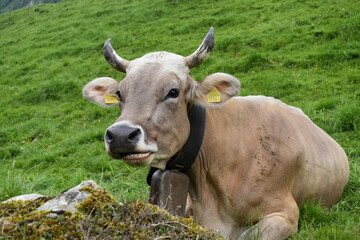 Cow in the Swiss Alpes. 