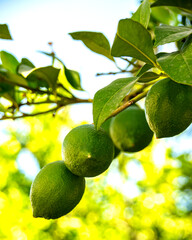 Lime grows on a branch in the sun.