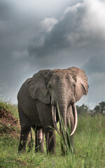 Fototapeta na wymiar Forest Elephant. Loxodonta cyclotis. Congo. Central Africa. 