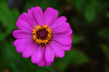 Obraz premium the purple zinnia flower in the garden