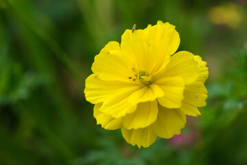 the yellow sulfur cosmos flower in the garden