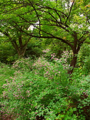 初秋の萩の花咲く公園風景