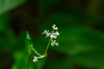 ヤブミョウガの花