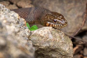 close up of a snake