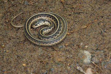 coiled snake