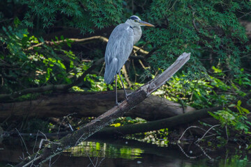 明治神宮御苑のアオサギ