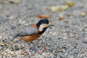 明治神宮御苑のヤマガラは人なつこい