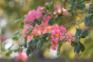 Pink crepe myrtle blooms growing on a stem.