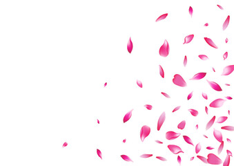 Color Flower Petal Vector White Background. White