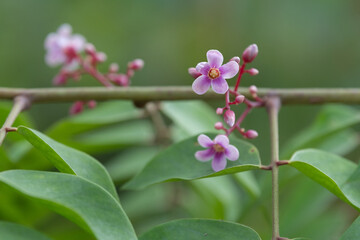 The pink flowers of the Averrhoa carambola tree.