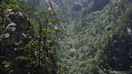 trees growing on mountain rocks