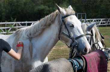 A harnessed white horse stands tied to a log, along with other horses.