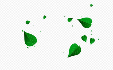 Swamp Greens Spring Vector Transparent Background