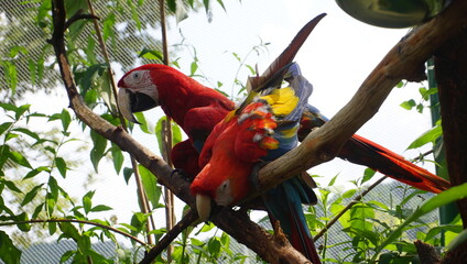 Green winged Macaw perched on a branch
