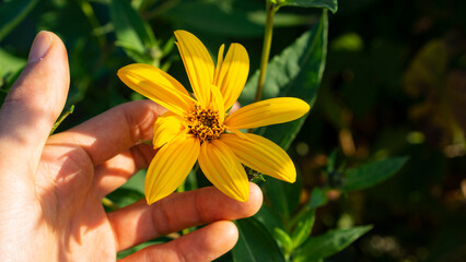 Helianthus tuberosus on the palm