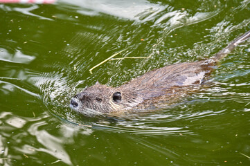 Nutria swims in a pond near the farm 