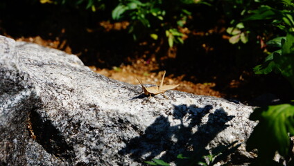 sunbathing locusts
