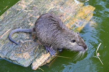 Nutria sits near a pond on a farm 
