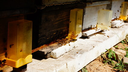 bees working in the apiary
