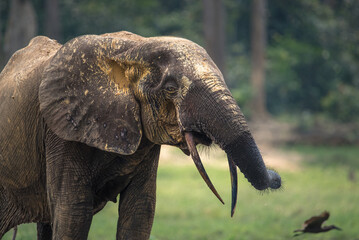 Forest Elephant in Central Africa, having a mud bath. Bull with typical forest elephant tusks.
