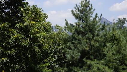 unripe chestnut tree