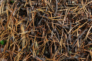 An anthill with a colony of ants in close-up. An anthill in a pine coniferous forest.